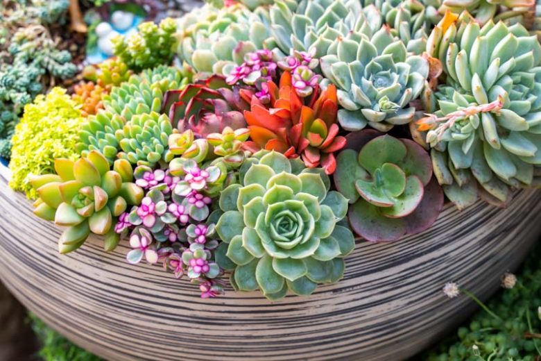 Succulent-Workshop