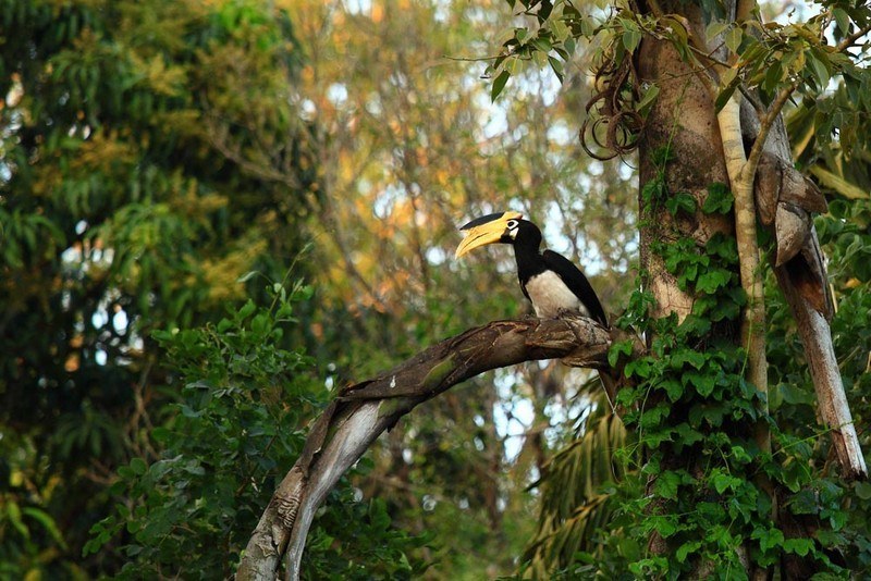 Wildlife and Birdwatching at Box Canyon Falls